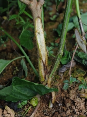 Observés après une coupe longitudinale, localement les vaisseaux de ce pied de piment  apparaissent parfois localement très bruns. <b><i>Ralstonia solanacearum</i></b> (flétrissement bactérien, bacterial wilt)