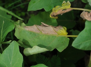 Flétrissement, jaunissement et dessèchement unilatéral d'une feuille d'aubergine ; c'est un symptômes très typique d'une maladie vasculaire. <b><i>Ralstonia solanacearum</i></b> (flétrissement bactérien, bacterial wilt).