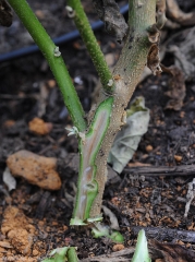 Une coupe superficielle et longitudinale réalisée dans la partie basse de la tige permet de constater que les vaisseaux sont plus ou moins bruns. <b><i>Ralstonia solanacearum</i></b> (flétrissement bactérien, bacterial wilt)