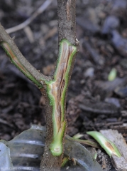 Observés après une coupe longitudinale, les vaisseaux des tiges d'aubergine envahi par  <b><i>Ralstonia solanacearum</i></b> apparaissent parfois localement très bruns. (flétrissement bactérien, bacterial wilt)