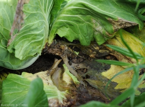 Pourriture humide occasionnée par le développement plutôt ancien de <b><i>Pectobacterium carotovorum</i> subsp. <i>carotovorum</i></b>  sur collet et parties basses de feuilles de chou-pomme. (pourriture bactérienne, bacterial soft rot)