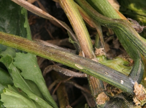 Pectobacterium-Courgette3