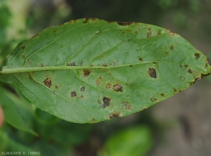 Aspect des taches à la face inférieure du limbe : elles apparaissent toujours de forme irrégulière, d'aspect humide et de teinte noirâtre, auréolées d'un  halo jaune plus diffus. <b><i>Xanthomonas</i> sp.</b> (gale bactérienne, bacterial spot) 