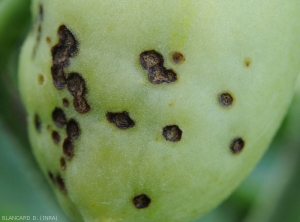 A terme, les lésions sont subérisées et craquelées (ce symptôme rappelant des taches de tavelure sur pomme), et certaines ont tendance à s'assimiler à d'autres. <b><i>Xanthomonas</i> sp. </b>(gale bactérienne, bacterial spot)