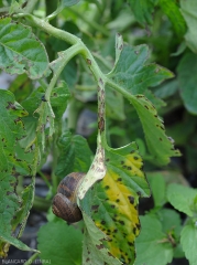 Lésions brunâtres et longitudinales sur pétioles. <b><i>Xanthomonas</i> sp.</b> (gale bactérienne, bacterial spot)