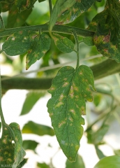 Les taches sur les folioles de tomate sont de petites dimensions, brunâtres et ternes, et le centre s'éclaircit progressivement pour prendre une teinte beige à terme (sous abri). <i><b>Stemphylium solani</b> </i>(stemphyliose)