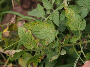 Les taches sur folioles de tomate sont de petites dimensions, brunâtres et ternes, et le centre s'éclaircit progressivement pour prendre une teinte beige à terme (en plein champ). <i><b>Stemphylium solani</b> </i>(stemphyliose)