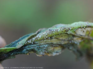 De jeune micro-sclérotes blancs sont en cours de développement sur cette feuille de chou pourrie. <i>Rhizoctonia solani</i>  (Rhizoctone foliaire - web-blight)