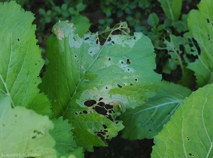 Des lésions plutôt étendues sont visibles sur cette feuille de chou dont les tissus tendres ont pourri. Elles sont d'abord humides, puis livides, et prennent du teinte gris verte en se nécrosant. Localement, le limbe décomposé est tombé conférant à celui-ci un aspect partiellement criblé. (<i>Rhizoctinia solani</i>)