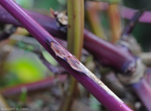 Deux taches elliptiques et contigües sont visibles sur cette tige de baselle.    <i>Rhizoctonia solani</i>  (Rhizoctone foliaire - web-blight)