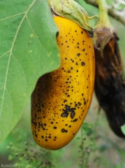 De nombreuses petites lésions plutôt circulaires  de quelques taches d'anthracnose sur la face supérieure du limbe d'une feuille d'aubergine. <i>Colletotrichum</i> sp. 