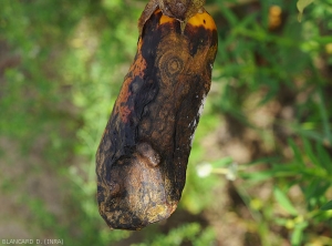 Fruit d'aubergine entièrement pourri. <i>Colletotrichum</i> sp. (anthracnose)