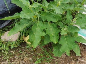 Quelques discrètes petites lésions chlorotiques au centre nécrotique parsèment plusieurs feuilles de ce pied d'aubergine. <i>Colletotrichum</i> sp. (anthracnose)