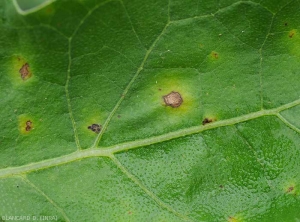 Détail de quelques taches d'anthracnose sur la face supérieure du limbe d'une feuille d'aubergine. <i>Colletotrichum</i> sp. 