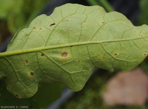 Détail de quelques taches d'anthracnose sur la face inférieure du limbe d'une feuille d'aubergine. <i>Colletotrichum</i> sp. 