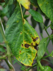 Sur cette feuille de piment, les taches sont plus humides, irrégulières et auréolées d'un halo jaune assez marqué.  <i>Colletotrichum</i> sp. (anthracnose)