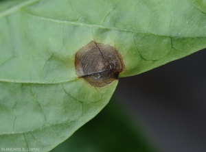 Détail d'une jeune lésion sur feuille de piment (face inférieure). <i>Colletotrichum</i> sp. (anthracnose)