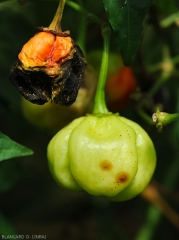 Jeunes lésions humides, circulaires et rougeâtre sur fruit vert de piment. <i>Colletotrichum</i> sp. (anthracnose)