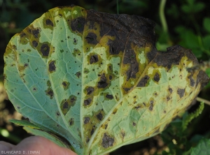 Aspect des taches à la face inférieure de la feuille de calebasse. Notez le caractère graisseux du limbe et son jaunissement partiel. <i><b>Colletotrichum orbiculare</b></i> (anthracnose)