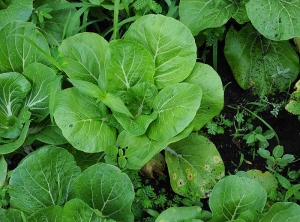 Un feuille basse de ce chou montre quelques taches nécrotiques <i>Alternaria brassicicola</i> (alternariose)