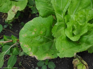 Les taches sont plutôt circulaires, révélant un halo jaune plus ou moins marqué. Certaines se sont développées en bordure du limbe de cette feuille de chou. <i>Alternaria brassicicola</i> (alternariose)