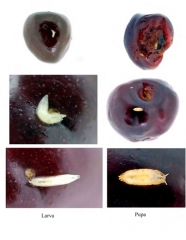 Moucheron asiatique <i>Drosophila suzukii<i>