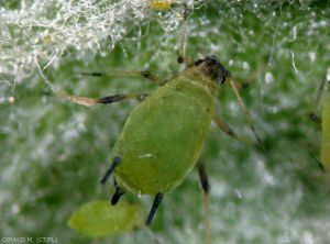 Puceron-vert_Aphis pomi_Giraud