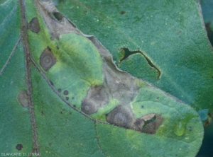 Alternaria_Aubergine5