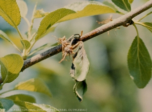 Monilia (<i>Monilia spp.<i>)