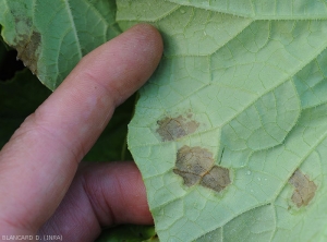 Taches de mildiou desséchées observées sous le limbe d'une feuille de melon. (<i>Pseudoperonospora cubensis</i>) (mildiou)