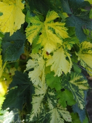 De nombreuses feuilles montrent un jaunissement très marqué. <i>Grapevine fan leaf virus</i> (GFLV) (<b>court noué</b>)