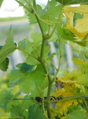 Sur ce rameau les entre-noeuds sont plus courts et révèlent une croissance en « zig-zag ».  <i>Grapevine fan leaf virus</i> (GFLV) <b>court noué</b>