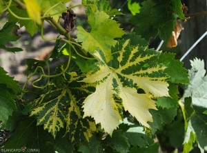 Jaunissement nervaire évolué sur feuille de vigne. <i>Grapevine fan leaf virus</i> (GFLV) (<b>court noué</b>)