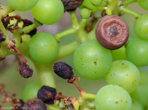 Baies de raisin présentant différents niveaux d'attaque de black rot. <i><b>Guignardia bidwellii</b></i> (Black rot)