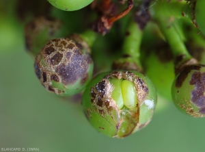 La pellucule altérée de ces baies atteintes par <i><b>Elsinoë ampelina</b></i> s'est localement subérisée, ce qui a pu entrainer par la suite leur éclatement. (anthracnose)