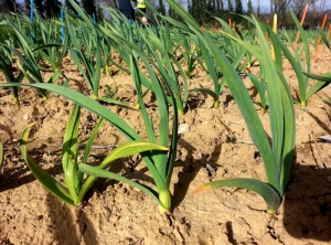 Oignon Yellow Dwarf Virus (OYDV) sur plant d'ail