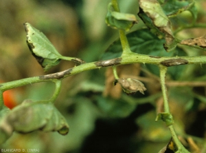 Plusieurs lésions d'alternariose se sont formées sur le rachis ce cette feuille de tomate. Elles sont allongées, claires en leur centre, et brun sombre à noires en périphérie.  <i><b>Alternaria tomatophila</b></i> (alternariose, early blight)