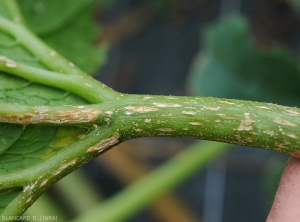 Lésions chancreuses allongées sur nervures et pétioles d'une feuille de courgette. <b><i>Monographella cucumerina</b></i> (plectosporiose)