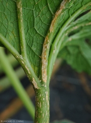 Détail d'une plage chancreuse étendue visible sur nervure d'une feuille de courgette. <b><i>Monographella cucumerina</b></i> (plectosporiose)