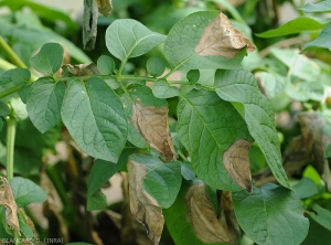 Plusieurs larges taches nécrotiques de mildiou altèrent certaines folioles de pomme de terre. <b><i>Phytophthora infestans</i></b> (mildiou)