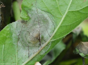 Cette jeune tache de mildiou observée à la face inférieure du feuille montre des tissus de teinte livide et discrètement recouvert d'un duvet blanc plutôt clairsemé. <b><i>Phytophthora infestans</i></b> (mildiou)