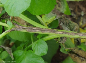 Lésion chancreuse brune à noire sur pétiole d'une feuille de pomme de terre. <b><i>Phytophthora infestans</i></b> (mildiou)