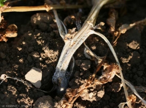 Sclerotinia T