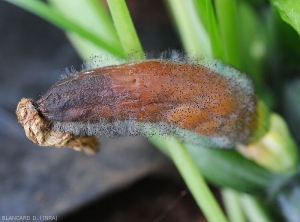 Jeune fruit de courgette entièrement pourri par <i><b>Choanephora cucurbitarum</b></i>. Les tissus humides et bruns se décomposent   progressivement et sont recouverts par une moisissure noirâtre. (pourriture à Choanephora, cucurbit flower blight)