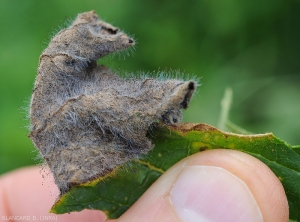 Détail d'une portion de feuille nécrosée de courgette colonisée par <i><b>Choanephora cucurbitarum</b></i>. (pourriture à Choanephora, cucurbit flower blight)