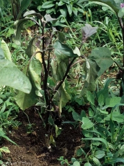 Plusieurs feuilles basses de ce pied d'aubergine flétrissent ; certaines sont plus ou moins chlorotiques.  (<i>Sclerotium rolfsii</i>)