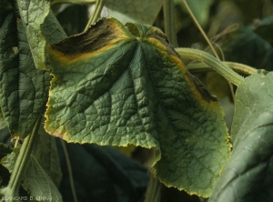 Deux larges taches circulaires sombres, entourées d'un halo jaune, en bordure du limbe d'une feuille de concombre. <b><i>Didymella bryoniae</i></b> (chancres gommeux sur tige)