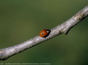 Prunier_lutte-Rais_coccinelle