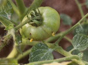 Larves de <i>N. cyanescens</i>