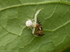 Ncyanescens-Tomate-4